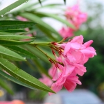 Pink Nerium Oleander
